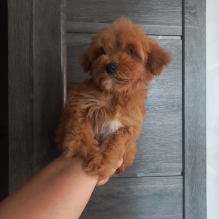 Оочень красивая девочка мальтипу