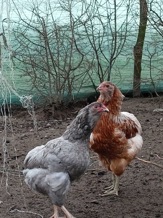 Jaja lęgowe araukana