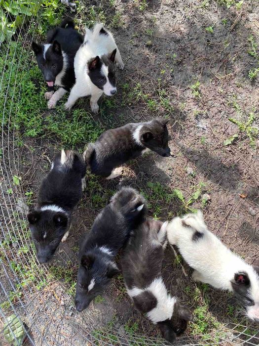 Продам цуценят породи РЄЛ від робочих дипломних собак з документами.