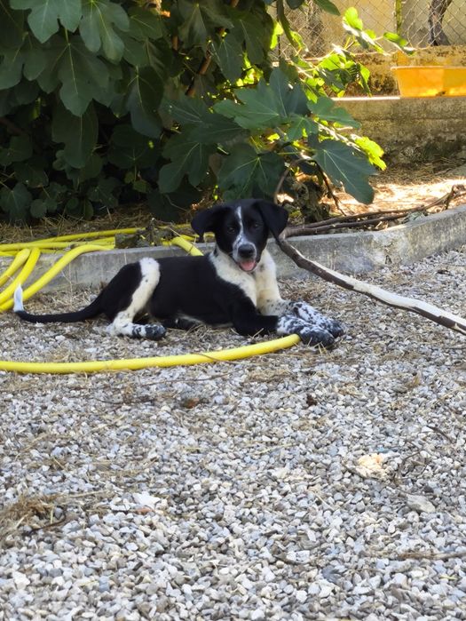 Cachorrinha bebé