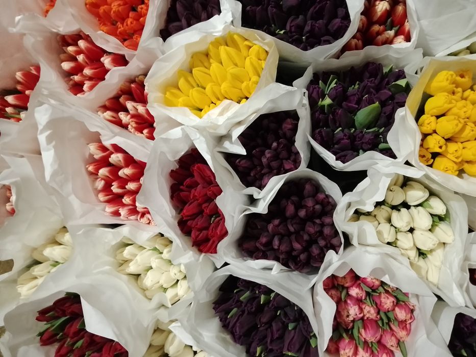 Тюльпани оптом до 8 Березня
