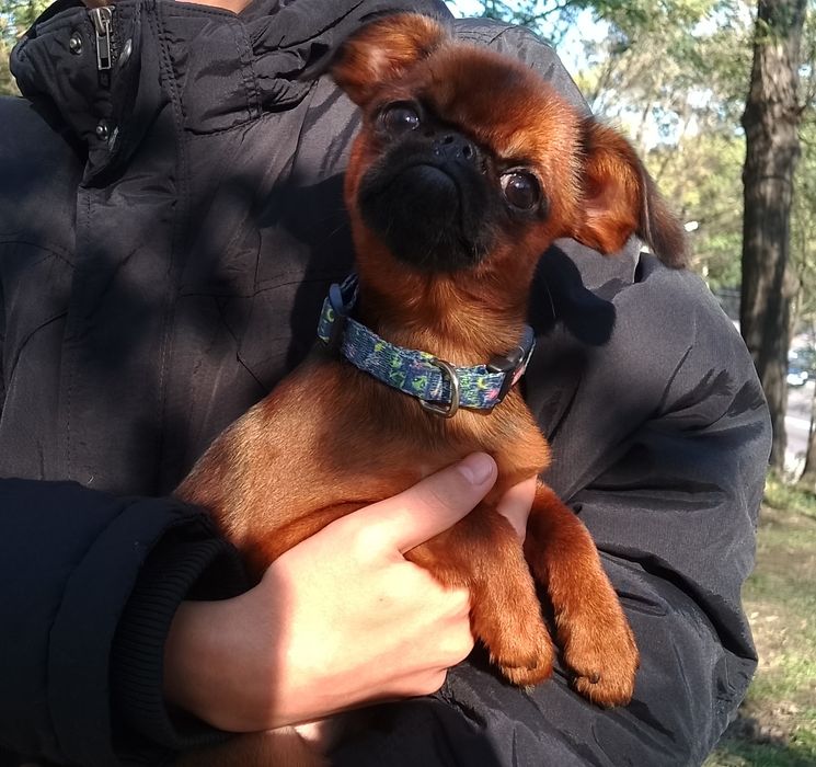 малий брабансон (гриффон), цуценята