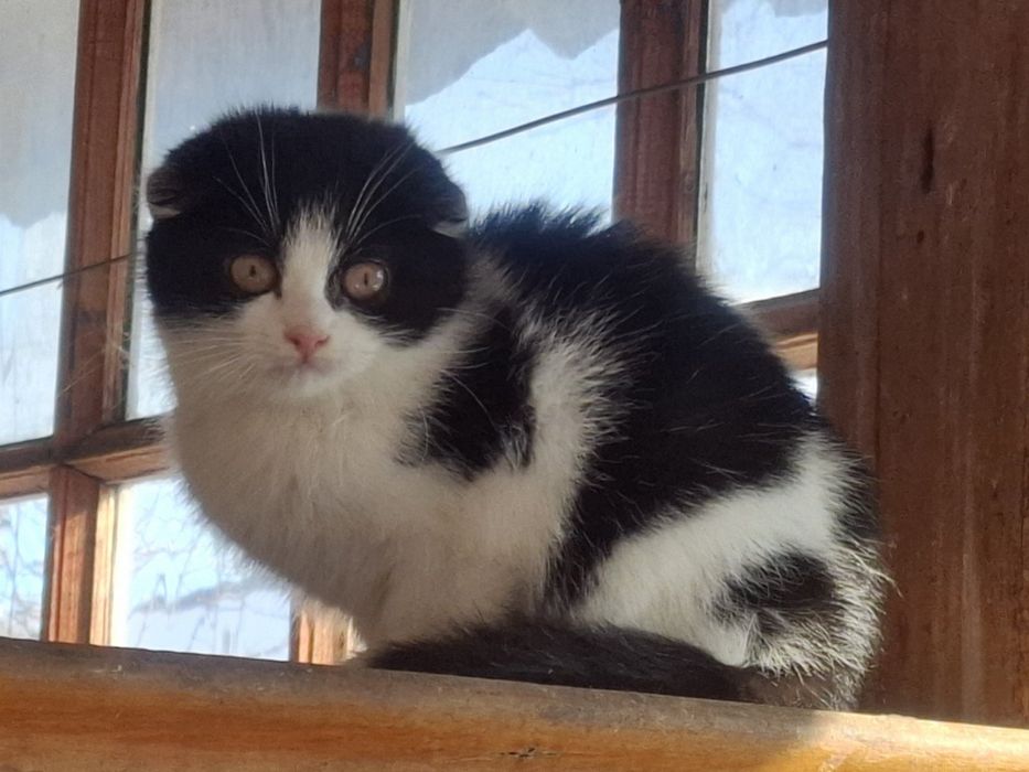 Віддам в добрі руки кошеня