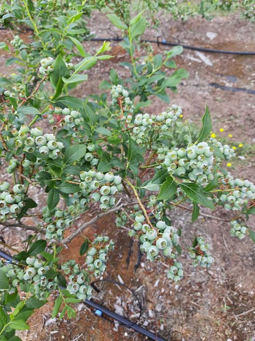 Krzewy borówki amerykańskiej