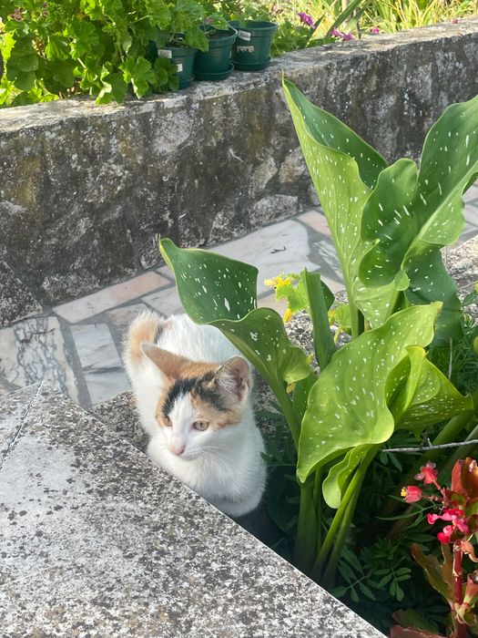Gatos para adoção