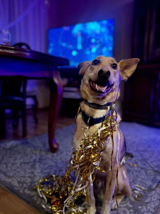 Młody pies do adopcji