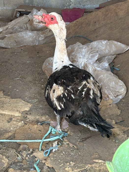 Vendo pato mudo macho