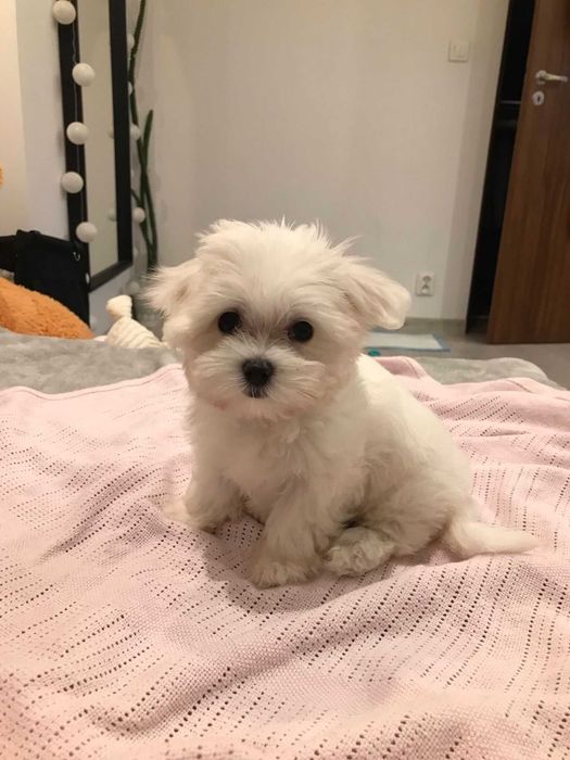 Śliczna sunia  Maltańczyk