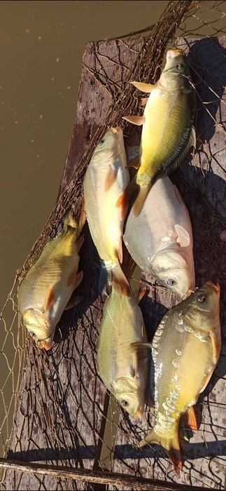 Sprzedam Kroczek karpia