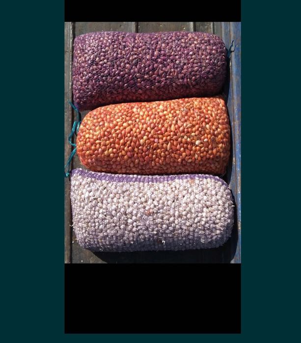 Продам лук- севок