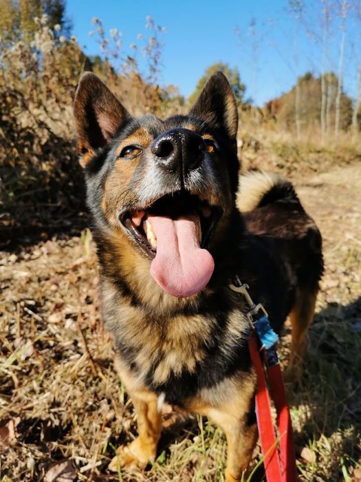 Olmo-czeka na dom..