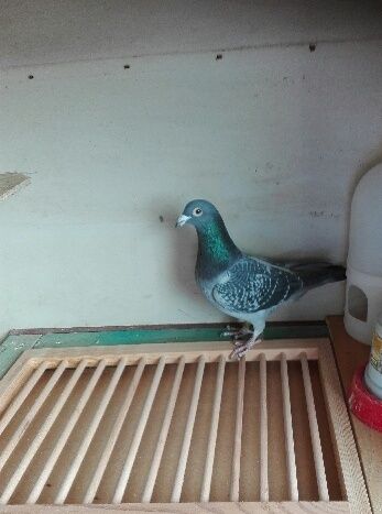 Gołąb pocztowy samiec