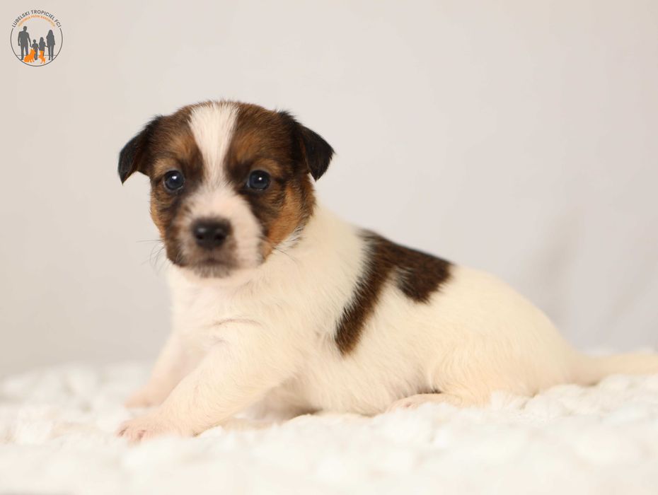 Jack Russell Terrier ZKwP spokojny piesek po Championach
