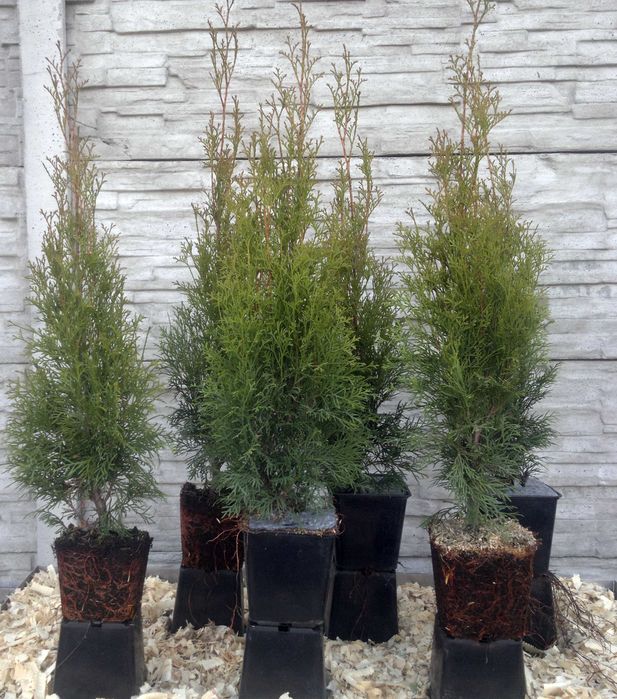 Tuja Szmaragd doniczka 8 sztuk thuja smaragd