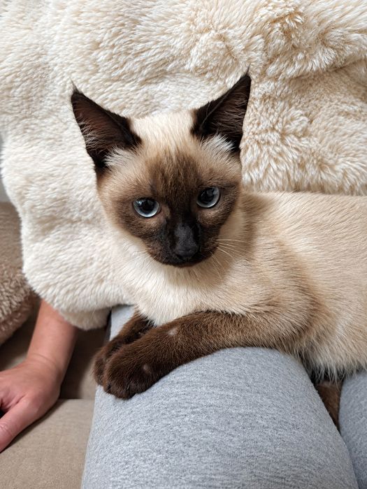 Gatinha bebe para adopção