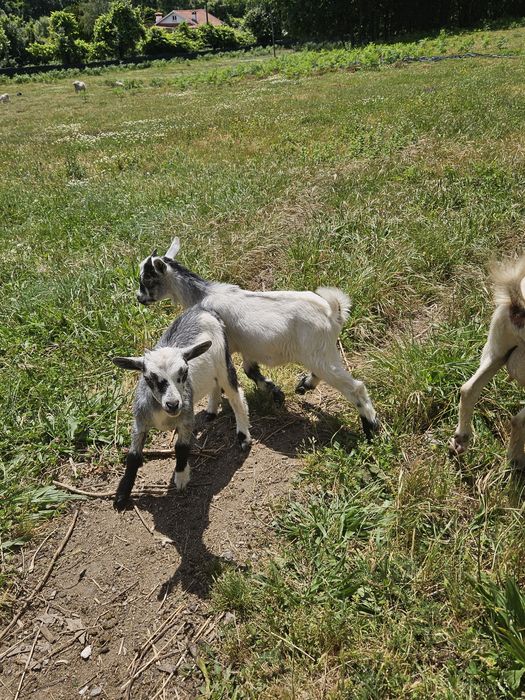Cabrito macho anão para venda