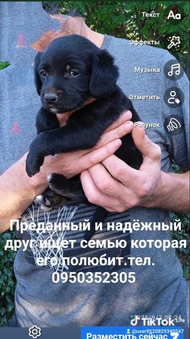 Щенок лабрадора и спаниэля