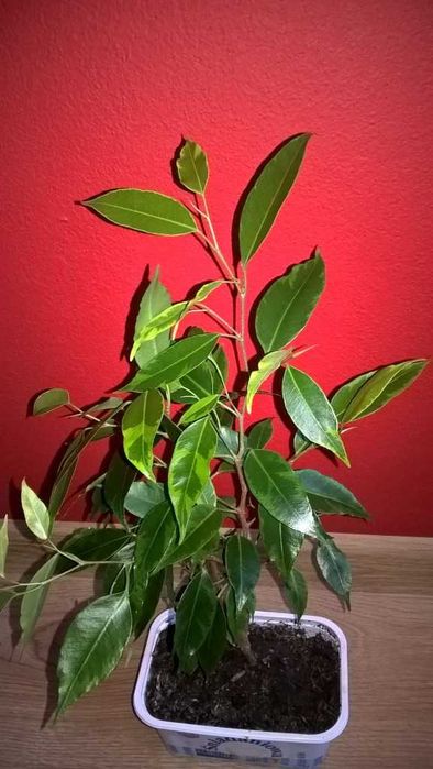 Fikus , ficus benjamin anastazja