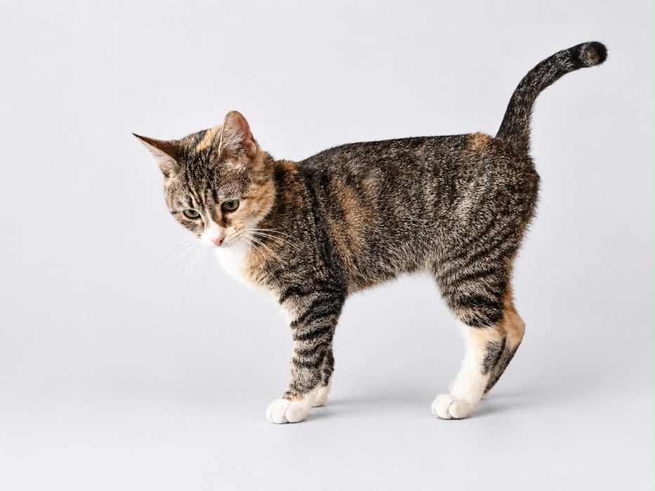 Kasia - kotka do adopcji!
