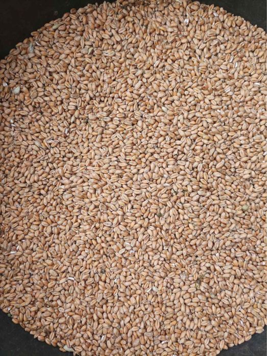 Продам пшеницю 2025 року