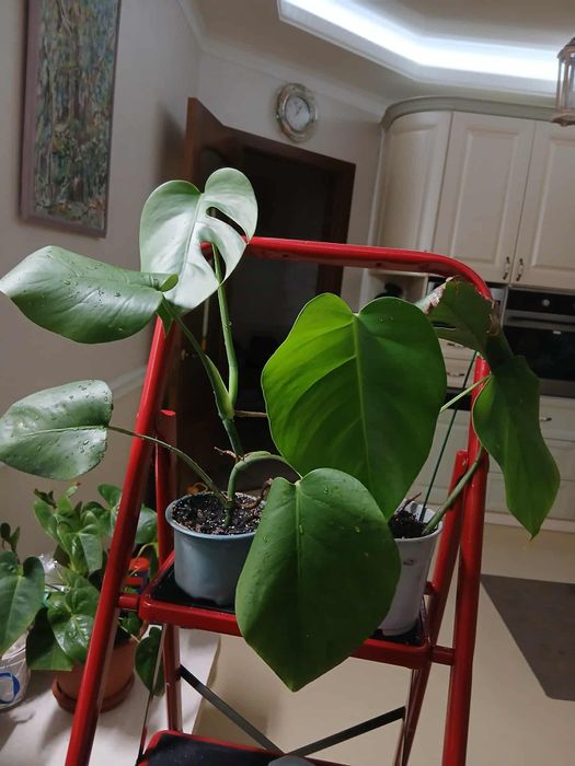 Монстера в горшке для вашего уюта