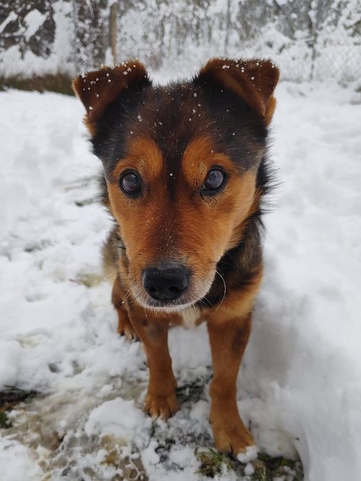 Fart czeka na kochajcy dom