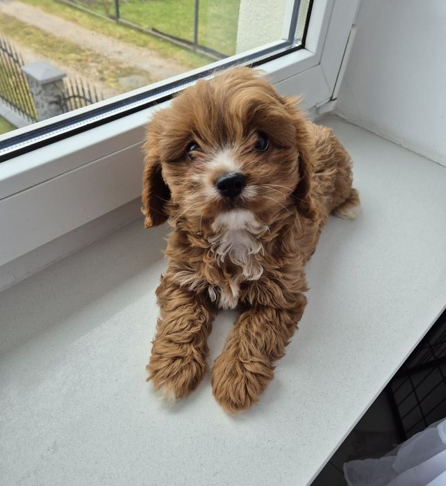 Piesek Cavapoo F1 Cavalier & Pudel