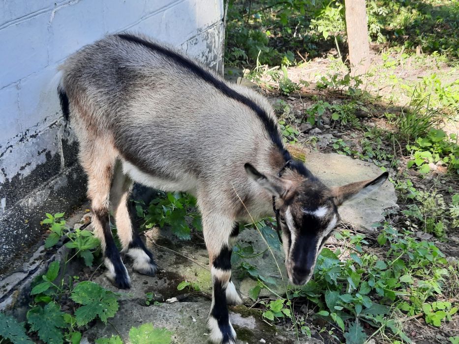 Продам  4 - місячних кізочок