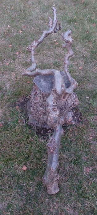 Drzewko do terrarium