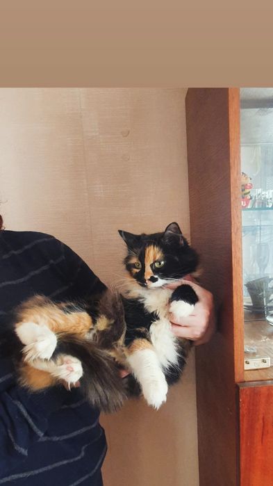 Отдам пушистую кошку трехцветку, стерилизована, 1,5 года