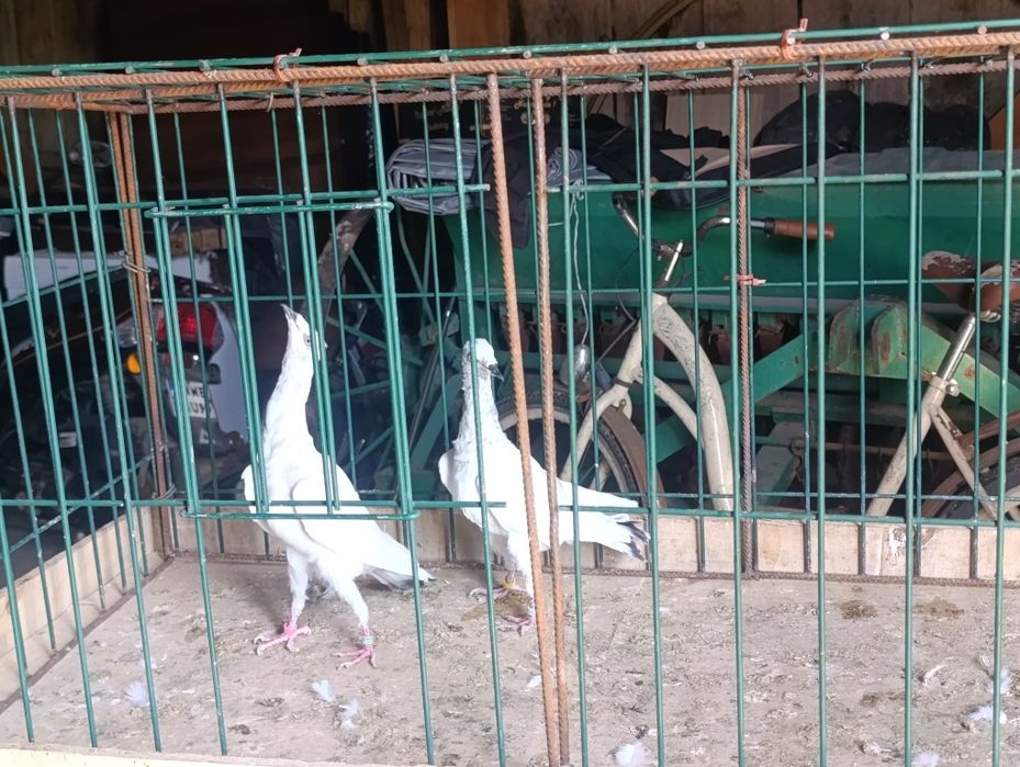 Jasne zwykłe na siwy ogon