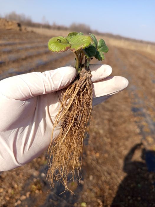 Саджанці полуниці