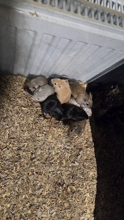 Myszoskoczki samiczki i samce