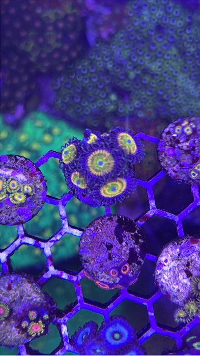 Corais baratos aquario agua salgada