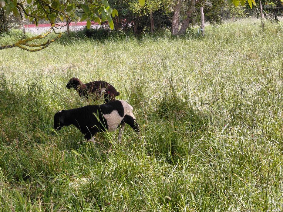 Dorperes puros e cruzados
