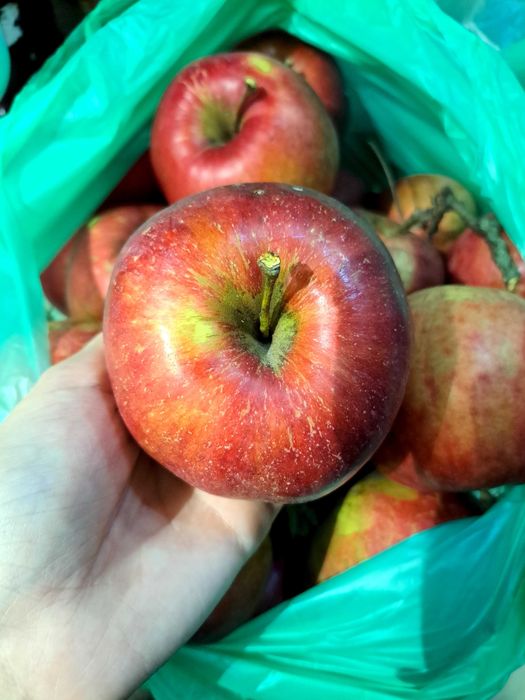 Jabłka z własnego sadu