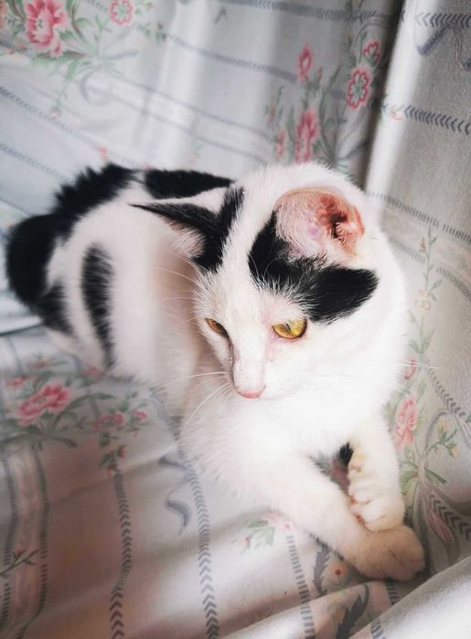 Amarie- słodka,spokojna koteczka do adopcji