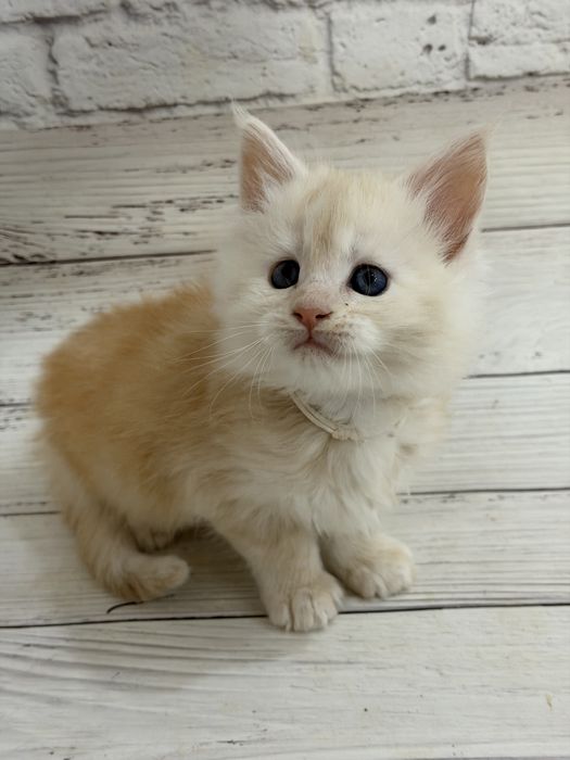 Кошенята Мейн-кун