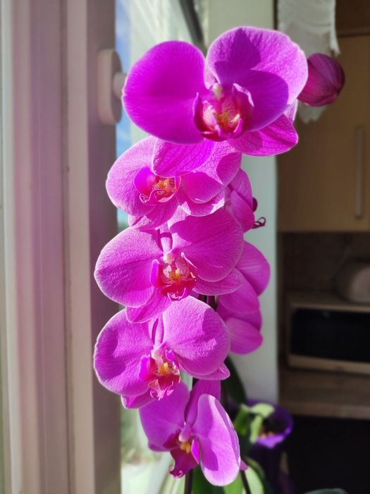 Дітки рожево-фіолетової орхідеї