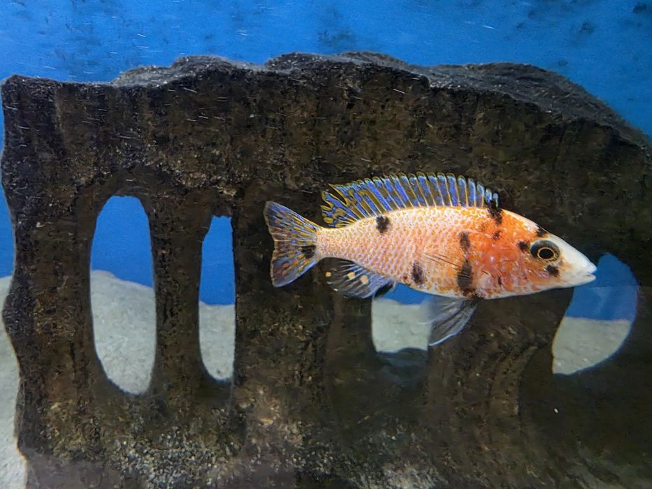 Pyszczaki Aulonocara marmelade ob