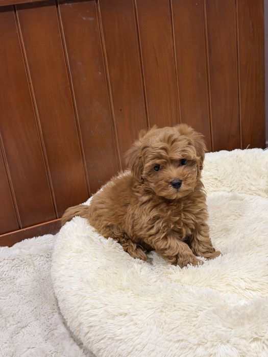 Хлопчик мальтипу