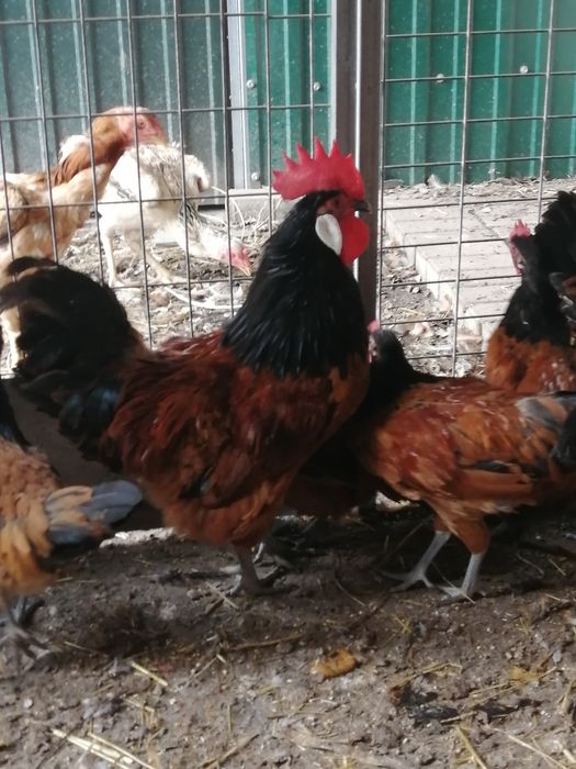 Galinhas da raça vorwerk