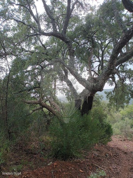 Terreno  para venda — São Salvador da Aramenha, Portalegre