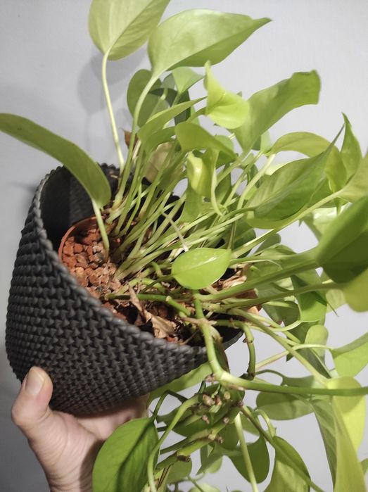Epipremnum neon całe