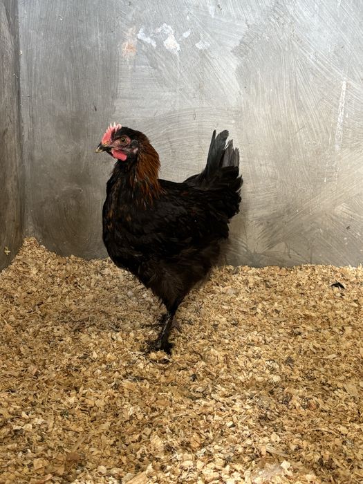 Macho de maran preto cobre