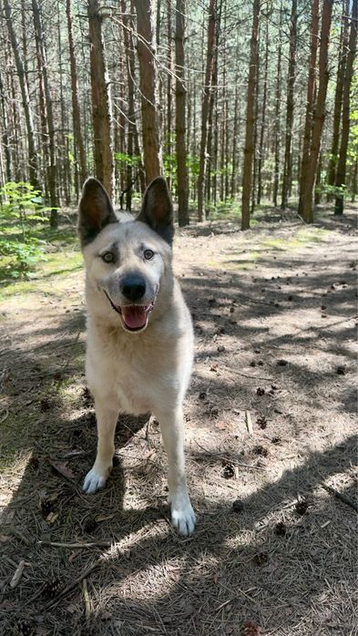Kojot-mix owczarka i husky do adopcji