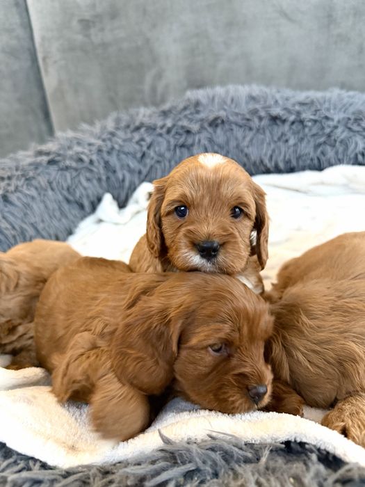 Cavapoo - chlopiec - cavalier & pudel