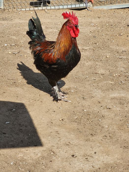 Animais maran para venda