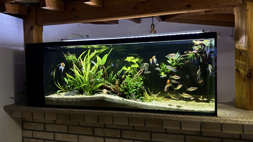 Peixes / Plantas / Rochas