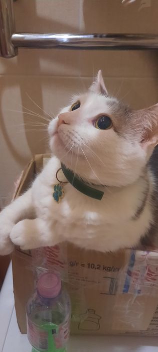 Дуже ласковий котик в пошуках родини